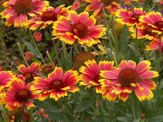 Gaillardia//couverture fleur-sundance 25 graines