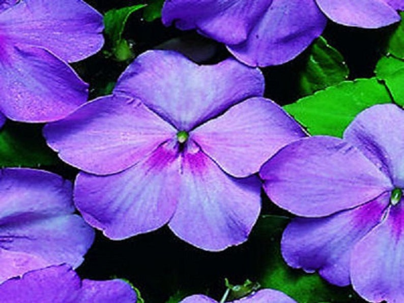 50 Impatiens Seeds Impatiens Sun and Shade Blue Etsy