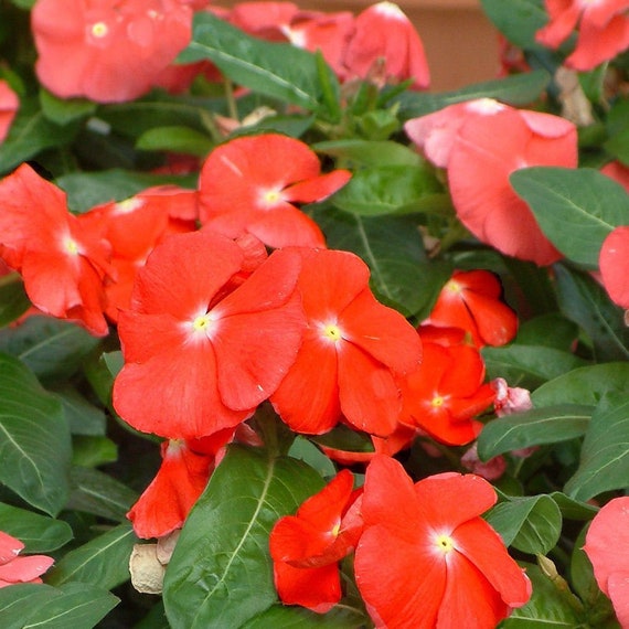MPB12 Vinca Seeds Cobra Vinca Orange 25 Thru 500 Seeds F1 Etsy