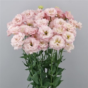 Cut Flower Lisianthus Seeds Celeb 2 Cosmetic 25 Pelleted Seeds Garden Flowers, Flower Seeds