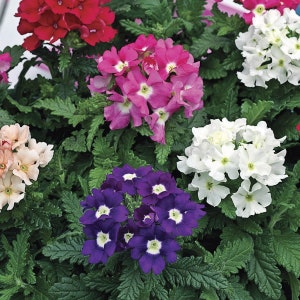 BIN#1R3D5 Verbena Seeds Tuscany Mix Verbena 25 Seeds