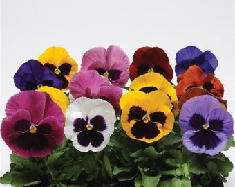 May include: A collection of ten colorful pansies in a black plastic tray. The pansies are in various shades of purple, pink, yellow, orange, and white.
