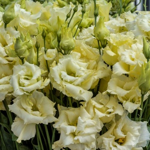 Floral Lisianthus Seeds Rosita Yellow 25 Pelleted Seeds Flower Seeds Cut Flowers