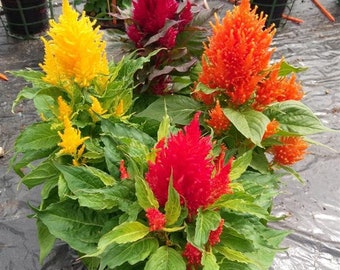 Flower Seeds 50 Celosia Seeds Celosia Arrabona Mix Cockscomb Seeds