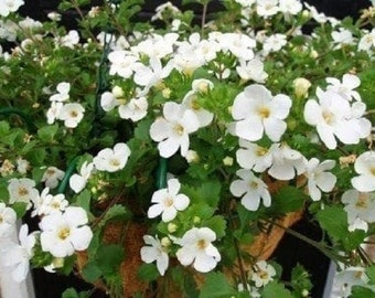 BIN#1R5D1 Bacopa Seeds 25 thru 100 Multi Pelleted Bacopa Snowtopia Seeds