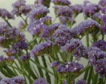 May include: A bouquet of purple statice flowers with green stems. The flowers are arranged in a cluster and have a delicate, feathery texture.
