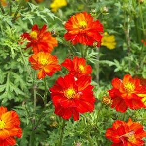 Flower Seeds Cosmos Seeds Sunny Red 50 Seeds Flower Seeds