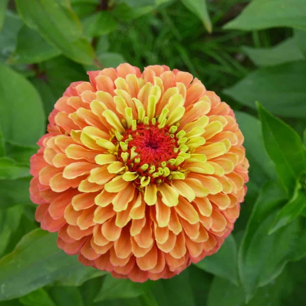 Rare Zinnia Seeds Etsy
