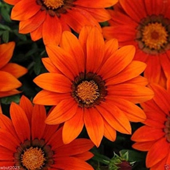 【SJ18762】SEED / Shiny Day MPB#12 Gazania Seeds New Day Orange Gazania Linearis 15 Thru
