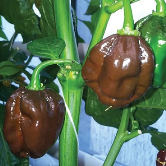 MPB#11 Habanero Pepper Seeds Jamaican Hot Chocolate 25 Thru 250 Seeds - Etsy