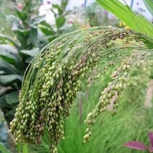 Violet Panic Grass Seeds 100 Ornamental Grass Seeds