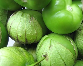 50 Tomatillo Seeds Monster Green Tomato Seeds