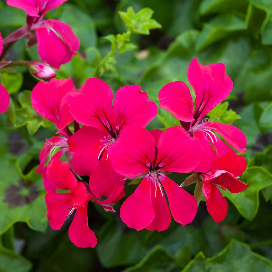 Ivy Geranium Seeds Reach Out Hot Pink 15 Seeds Trailing Etsy