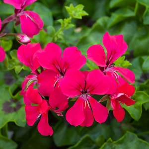 BIN#1R7D4 Ivy Geranium Seeds Reach Out Hot Pink 15 Seeds Trailing Geranium