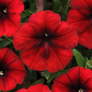 BIN#1R8D4 Easy Wave Red Velour wave petunia seed 25 pelleted petunia seeds