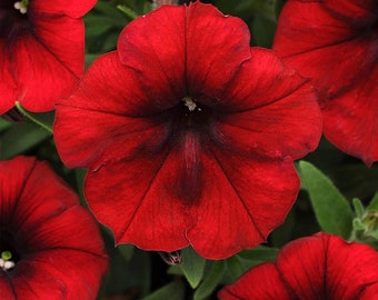 BIN#1R8D4 Easy Wave Red Velour wave petunia seed 25 pelleted petunia seeds