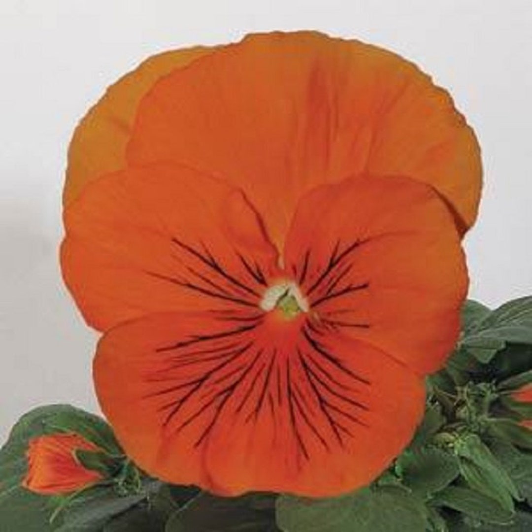 Pansy Seeds Pansy Whiskers Orange 25 Seeds Viola Seeds Cat Whiskers Etsy