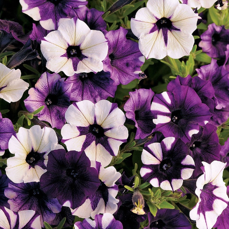 May include: Close-up of a cluster of purple and white petunias with white stripes. The flowers are in full bloom and have a vibrant color.