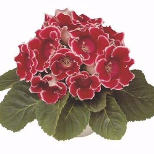 Pelleted Gloxinia Seeds Gloxinia Avanti Red White Edges 25 Pelleted Seeds Sinningia speciosa