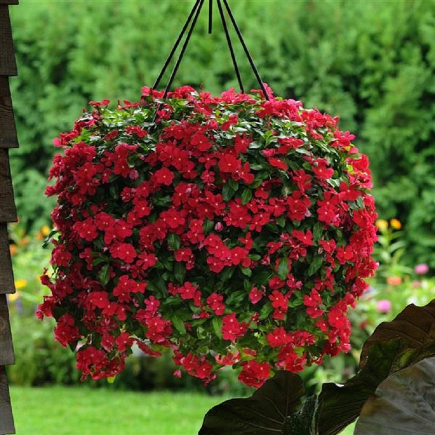 花柄ワインレッドヨガブラ C75 2セット S size Vinca Seeds 50 Seeds Mediterranean XP Red - Etsy