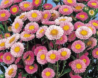 Aster Seeds Aster Matsumoto Pink 50 Aster Seeds Flower Seeds