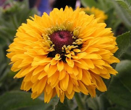 Rudbeckia seeds 2024