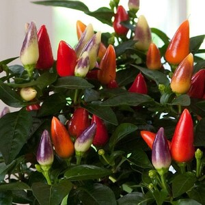 May include: A close-up of a potted pepper plant with a variety of colorful peppers. The peppers are red, orange, yellow, and purple. The plant is in a green pot and has green leaves.