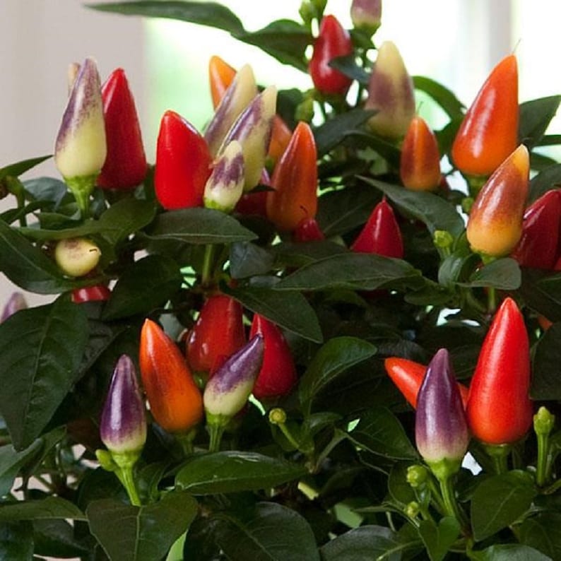 May include: A close-up of a potted pepper plant with a variety of colorful peppers. The peppers are red, orange, yellow, and purple. The plant is in a green pot and has green leaves.