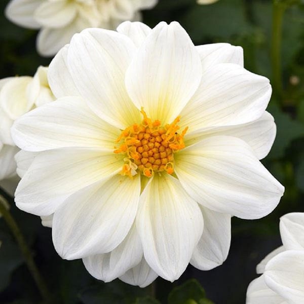 50 Dahlia Seeds Figaro White Dahlia Flowers