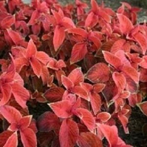 Pelleted Coleus Seeds Wizard Sunset 50 thru 500 Pelleted Seeds Bulk Seeds