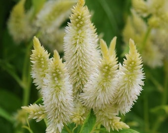 Celosia Seeds 25 Pelleted Seeds Celosia Celway White Cockscomb Seeds