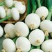 thumbnail image 2 of MPB#5 Parisian Carrot Seeds – 300 Vegetable Seeds – Fresh, High Germination (85%+) – USA 2 of 5