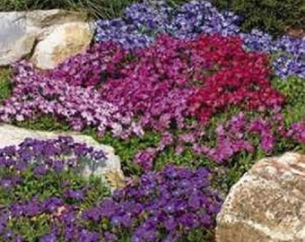 100 Seeds Rock Cress Aubrieti Royal Mix (PERENNIAL)