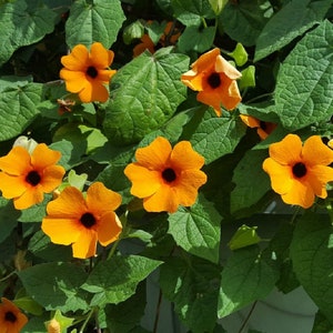 Thunbergia Seeds Black Eyed Susan Vine Thunbergia Alata 50 Seeds image 2