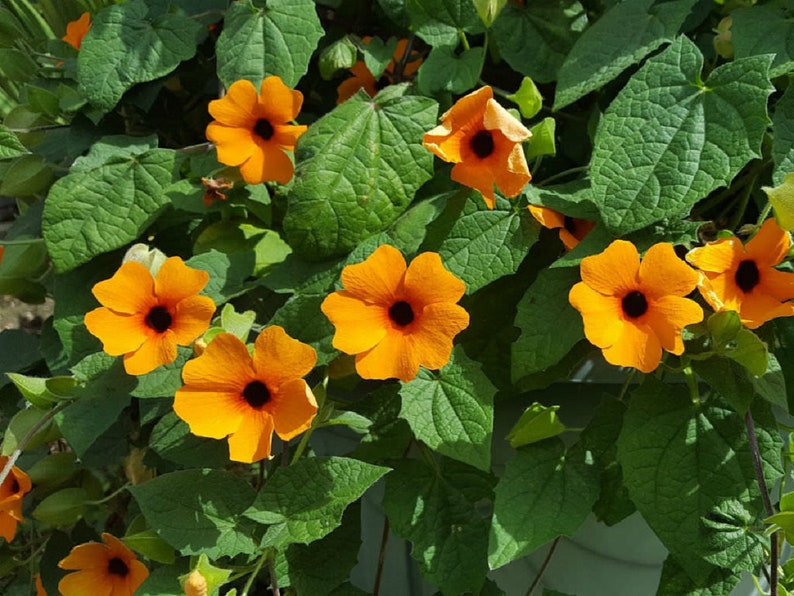 Thunbergia Seeds Black Eyed Susan Vine Thunbergia Alata 50 Seeds image 2