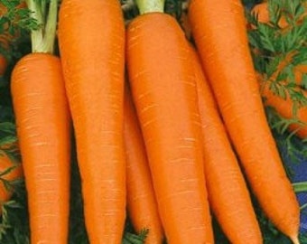 Vegetable Seeds 3,000 Danvers Carrot Seeds Garden Seeds