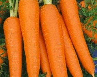 3,000 Danvers Carrot Seeds Garden Seeds