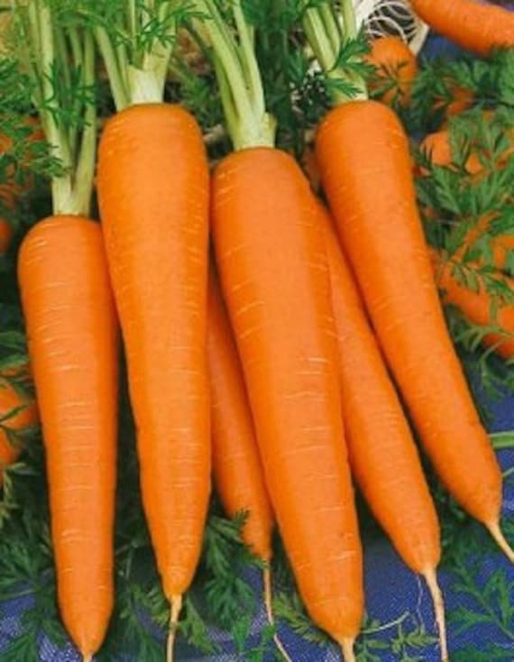 3000 Danvers Carrot Seeds Garden Seeds Etsy
