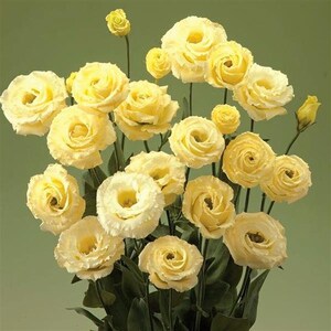 May include: A bouquet of pale yellow flowers with multiple blooms and buds. The flowers have a layered petal design and are set against a soft green background. The arrangement showcases a variety of open and closed blossoms.