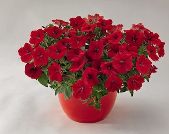 BIN#2R7D3 Petunia Seeds Success Red 25 Pelleted Seeds Trailing Petunia