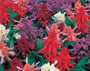 Flower Seeds 500 Salvia Sizzler Mix Seeds