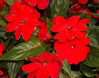 MPB#4 Impatiens Seeds 25 New Guinea Florific Red