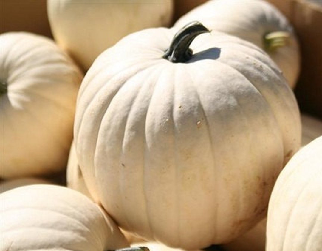 MPB#4 Lumina Pumpkin Seeds 25 White Pumpkin Seeds - Etsy
