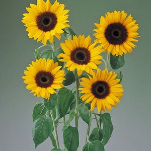 May include: Five bright yellow sunflowers with dark brown centers are arranged in a bouquet. The sunflowers have green stems and leaves.