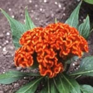 50 Cockscomb Celosia Seeds Jessica Orange Seeds