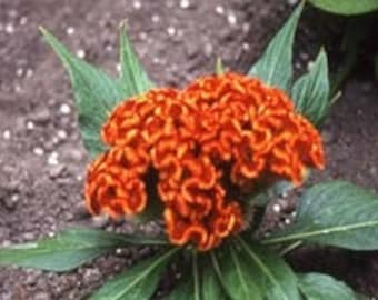 50 Cockscomb Celosia Seeds Jessica Orange Seeds