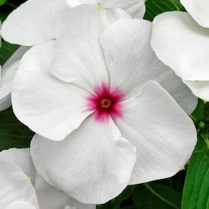 Vinca Seeds Vinca Vitalia Polka Dot 25 thru 100 Seeds Flower Seeds catharanthus roseus