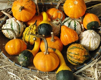 May include: A basket filled with a variety of gourds and pumpkins in different colors, shapes, and sizes. Some are smooth, while others have stripes or bumps. The gourds and pumpkins are arranged in a decorative way, creating a festive autumnal display.