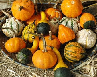 MPB#5 Gourd Seeds Small Mix gourds 25 Seeds