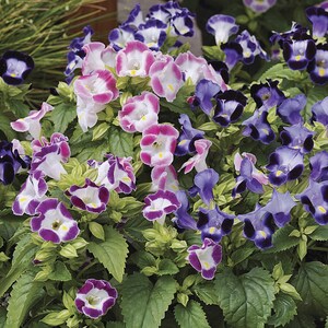May include: A close-up of a variety of flowers in shades of purple, pink, and white. The flowers have a trumpet-like shape and are clustered together in a lush display.
